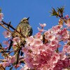 河津桜とヒヨドリ