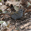 また、近所へ鳥見に行ったよ（２０２１　０２２３）その２。