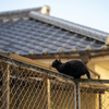 地元住宅街のねこさん