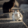 地元漁港のねこさん