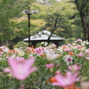 日比谷公園を歩いて～【夏の花】～写真散歩～7月下旬頃