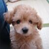 ニゴくん７歳