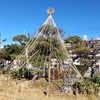 都立赤塚公園の冬の風物詩「雪吊り」今年も。