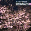 “夜の桜”幻想的に…熊本城が夜間開