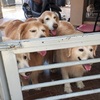 犬たちの久しぶりの水浴