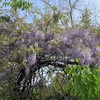 八重桜の次は，藤の花❣️