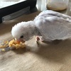 コロナ自粛生活 セキセイインコの雛を飼いましたおすすめペットショップ（東京）