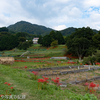 曼珠沙華でしょう！