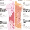 パターは、腹に集中する