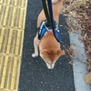 ○○の秋、だよ