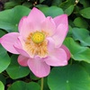 今津｜紫陽花と一緒に咲く蓮の花を見に昌林寺へ