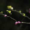 山田池公園・春 (2)