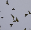 日本　この冬の散歩道の野鳥たち