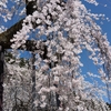 昨日も病院からのお花見🌸