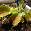 ハエトリソウ ビッグマウス🌱