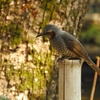 お散歩と野鳥の観察