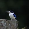 モリショウビン(Forest Kingfisher)