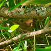 コマドリの幼鳥？ 野鳥撮影 in 八ヶ岳（権現岳） 