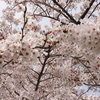 桜の名所でお花見♪