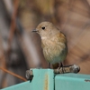 ちょこっと近所の公園へ。