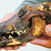 ニホンオオカミの頭骨。