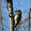 公園の野鳥たち