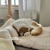 今日もねこねこ見守り隊！