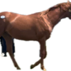 ツアーで特に見るといった馬についての雑感その1。関東馬編。サラキアの23は中間票数でションボリして聞くの忘れたけど、ウィクトーリアの23の完成度の高さはヤバかったと思う。