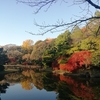 小石川植物園で紅葉。ここ好き【東京散歩】