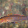  No.136 チャガラ (Pterogobius zonoleucus) 