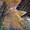 見る散歩【 紅葉のピークアウトした高尾路 】