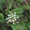 大寒なのに、もう春の草花