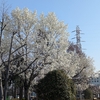 週末写真館