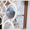 自作インコハンガ―に乗りました♪