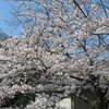 鎌倉の桜、七分咲きです