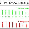 ヒトへの進化の推進力となった遺伝子