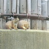 熊本市動植物園