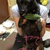 甲斐犬、残暑を見舞うの巻〜ｺﾝﾆﾁﾜｶﾒ(σ・∀・)σｲｪｱ‼︎