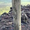 生物部合宿…というかカメムシの報告