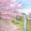 桜の絶景スポットを発見しました