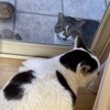 野良猫マルちゃんに幸せ進呈中なのですが・・