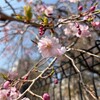 ガス橋緑地堤防 二十一世紀桜並木