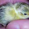 ただ、ひよこを見る