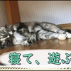 最近の愛猫ノアとの暮らし