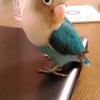 鳥さんを何羽か一緒に飼うなら