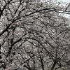 お花見🌸行ってきました
