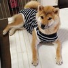 初めて犬の洋服を買う