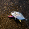 Trevally