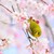 厳選　桜とメジロ（サクジロー）