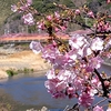 桜花爛漫の京都旅の予約す